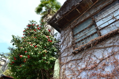 咲き乱れるもの　枯れるもの