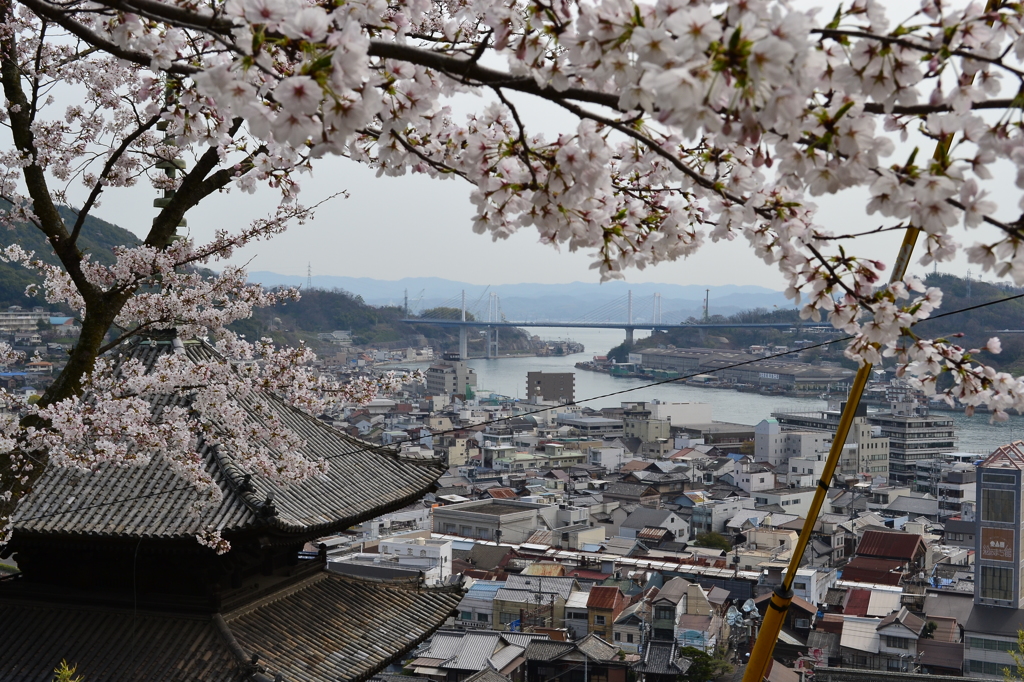 天寧寺の桜