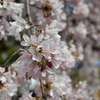 桜の国