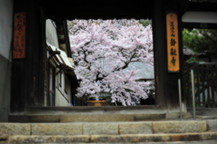 鞆の浦　桜