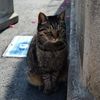 上品な猫　しかし何かを待っている～尾道～