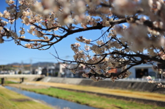 平成28年の桜