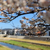 平成28年の桜