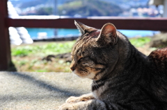 尾道日和