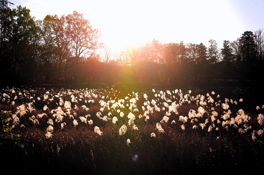 Good day is like withered grass