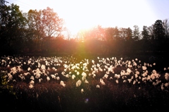Good day is like withered grass