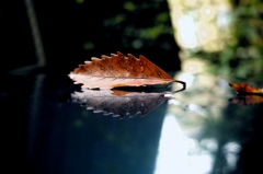 defoliation
