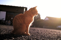 とらねこくん