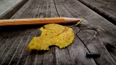 leaf 