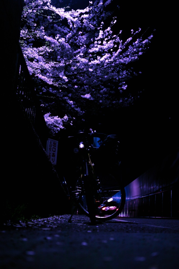 妖桜