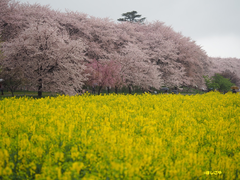 権現堂　桜祭り