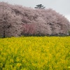 権現堂　桜祭り
