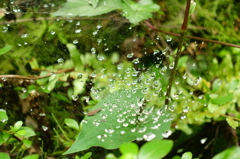 黒山三滝 - 蜘蛛の巣