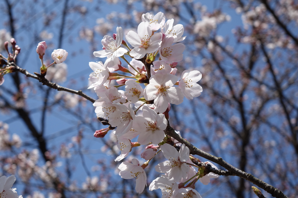 20160326 桜①