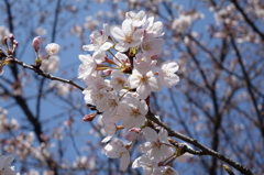 20160326 桜①