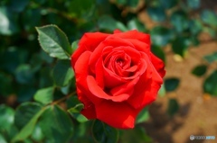 薔薇苑