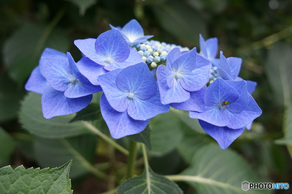 高幡不動尊金剛寺　紫陽花①