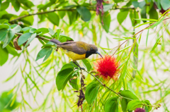 別の花、同じの鳥