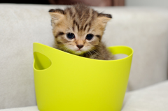 Cat in a cup