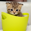 Cat in a cup