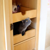hide and seek