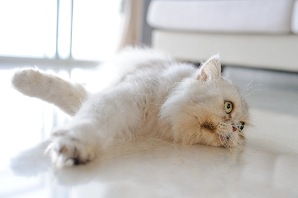 のんびりの猫