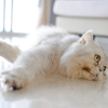 のんびりの猫