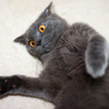 床でごろごろしてる猫