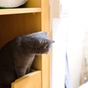 curious cat