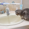 observant cat