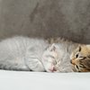 仲良しの子猫