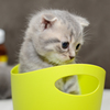 Kitten