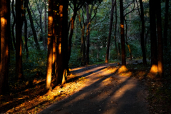 夕暮れの遊歩道