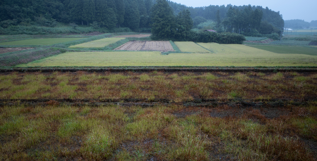 田んぼのある風景