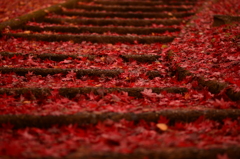 紅の絨毯