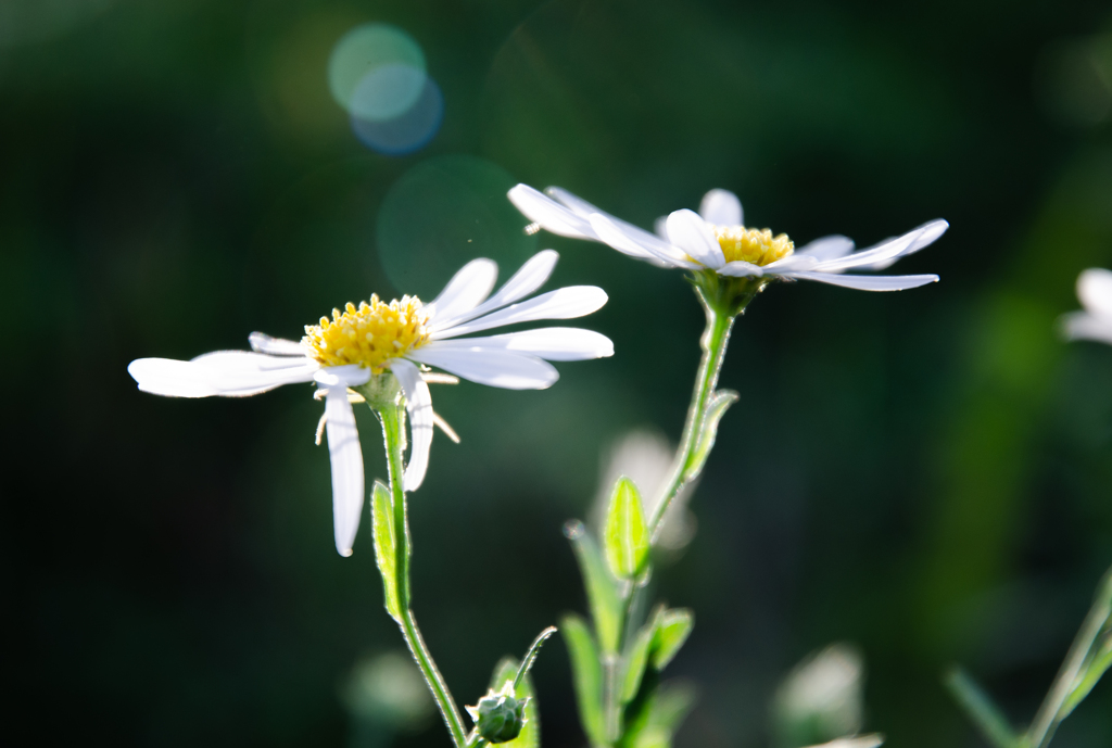 二輪の花