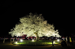 夜桜　
