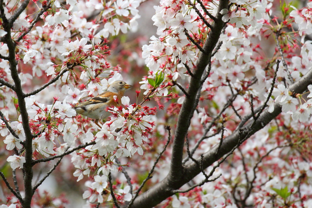 さく咲桜