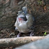 オナガ雛