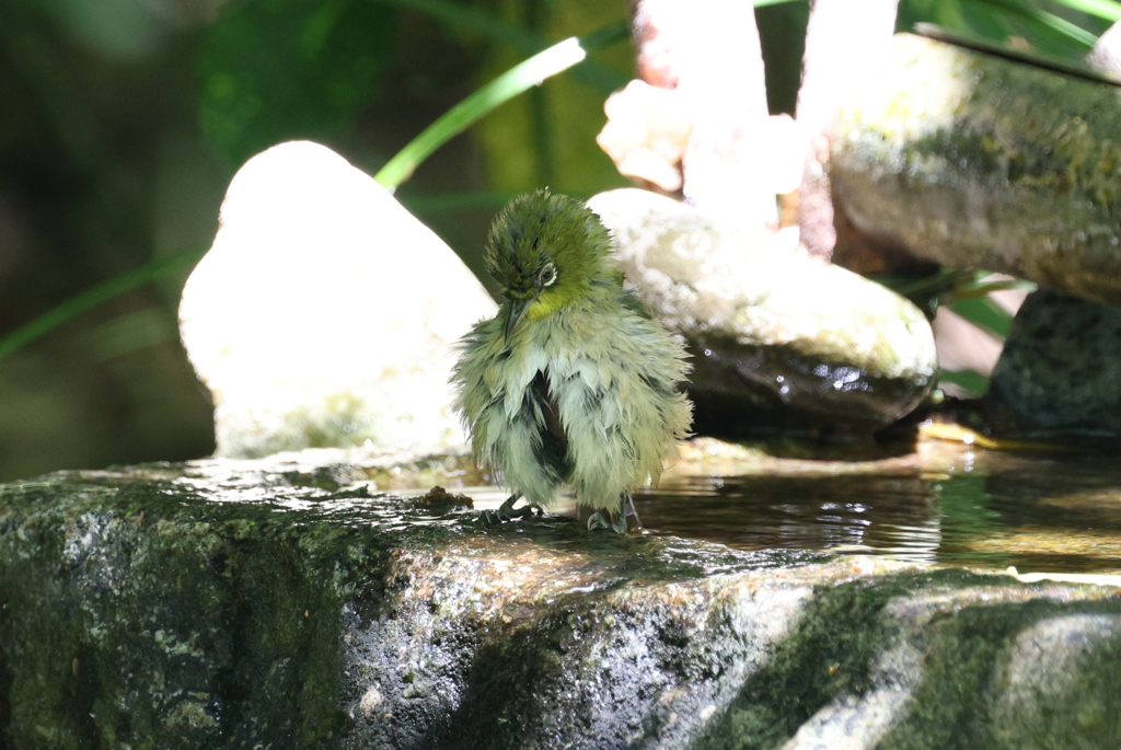 ちょっと浴び過ぎかな？