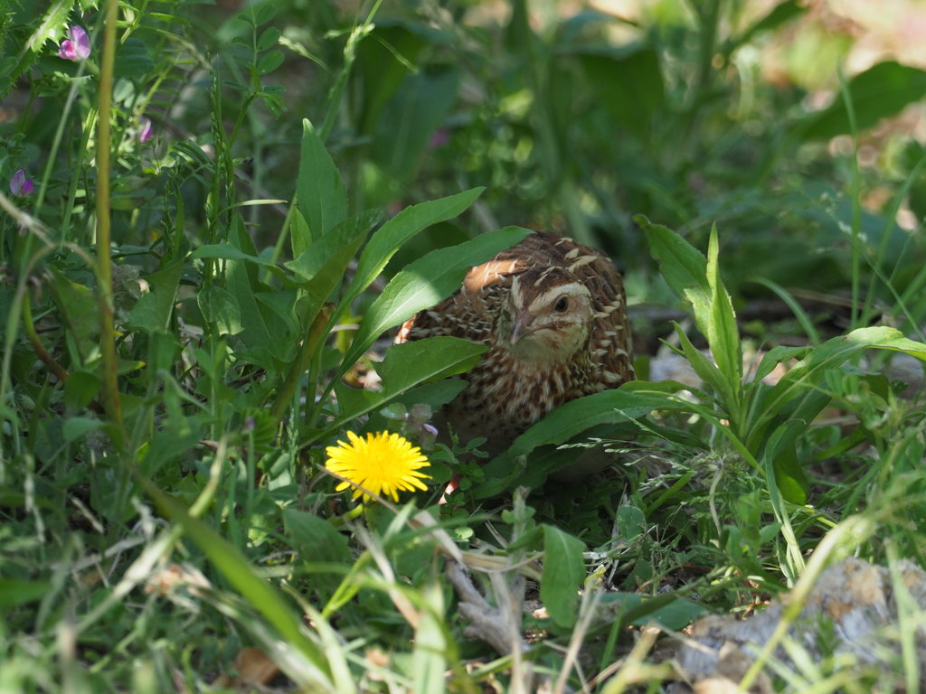 ウズラの花見