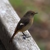 おジョウちゃん