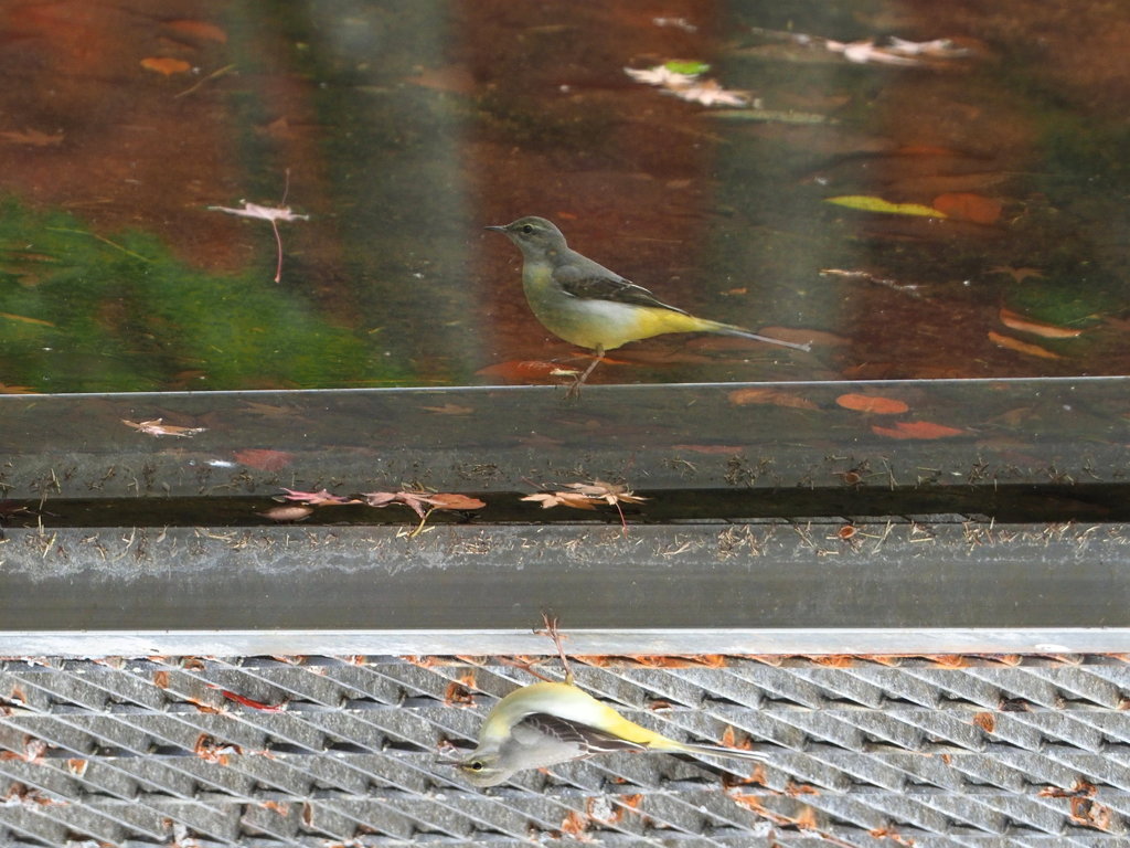 奇跡の紅葉狩り