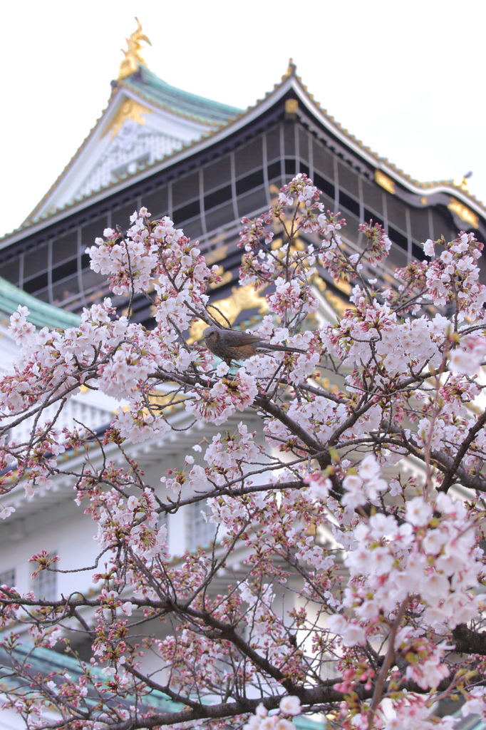 春待ち顔