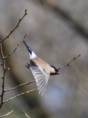 ウソの飛翔