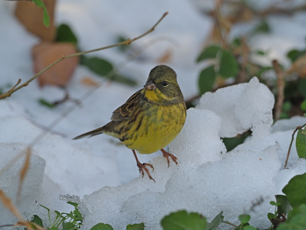 雪上のアオジ