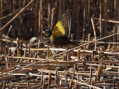 カワラヒワの飛翔