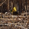 カワラヒワの飛翔