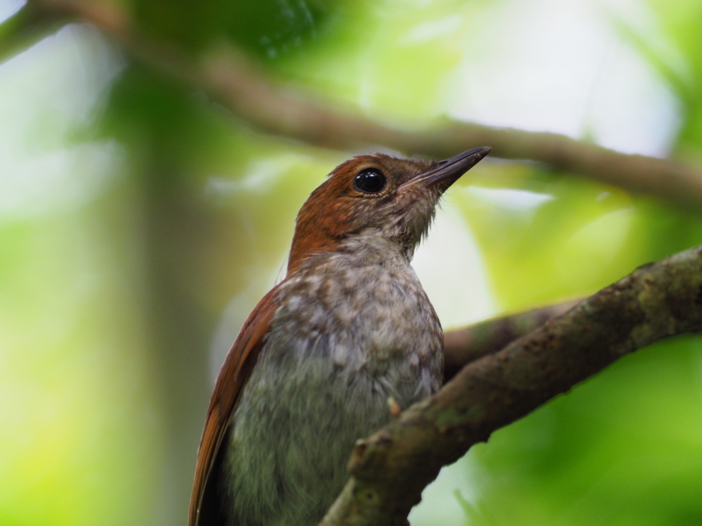 ホントウアカヒゲ雌