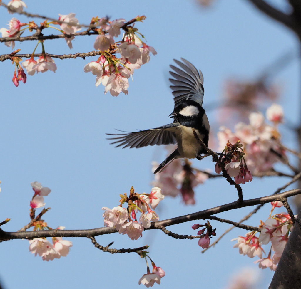 シジュウザクラ